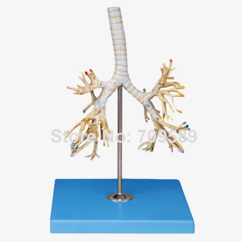 

ISO Vivid Anatomical bronchial tree model