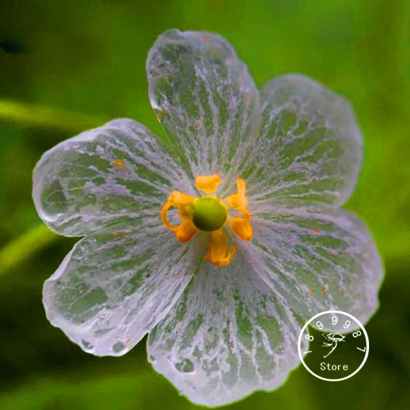 Best-Selling! 100 PCS Transparent Flower bonsai Delicate DIY Garden Flower plant Best-Selling! 100 PCS Transparent Flower bonsai Delicate DIY Garden Flower plant