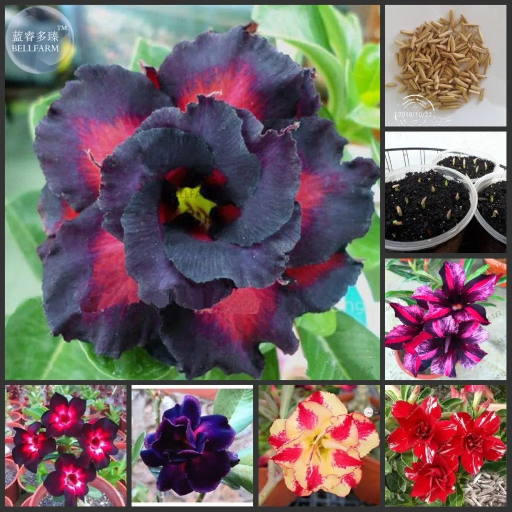 20PCS 100% Fresh Real Adenium Obesum semillas - Bonsai Desert Rose Flower Plant sementes