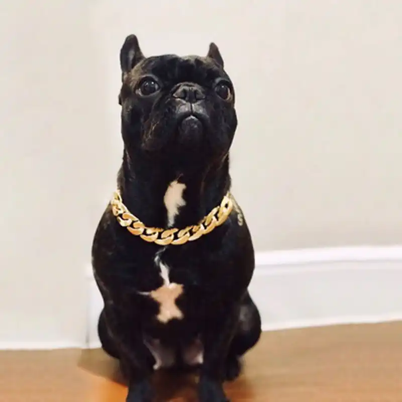dog collar choker fashion