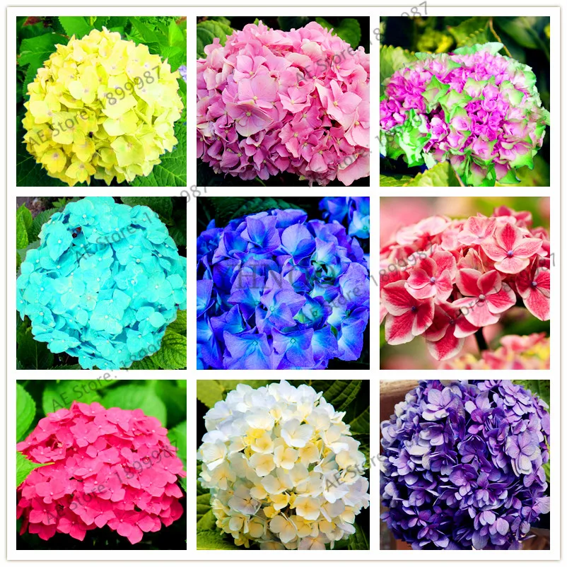 

free ship 25pcs/pack rare hydrangea bonsai, Balcony Potted flowers hydrangea,19 color for home& garden wedding use