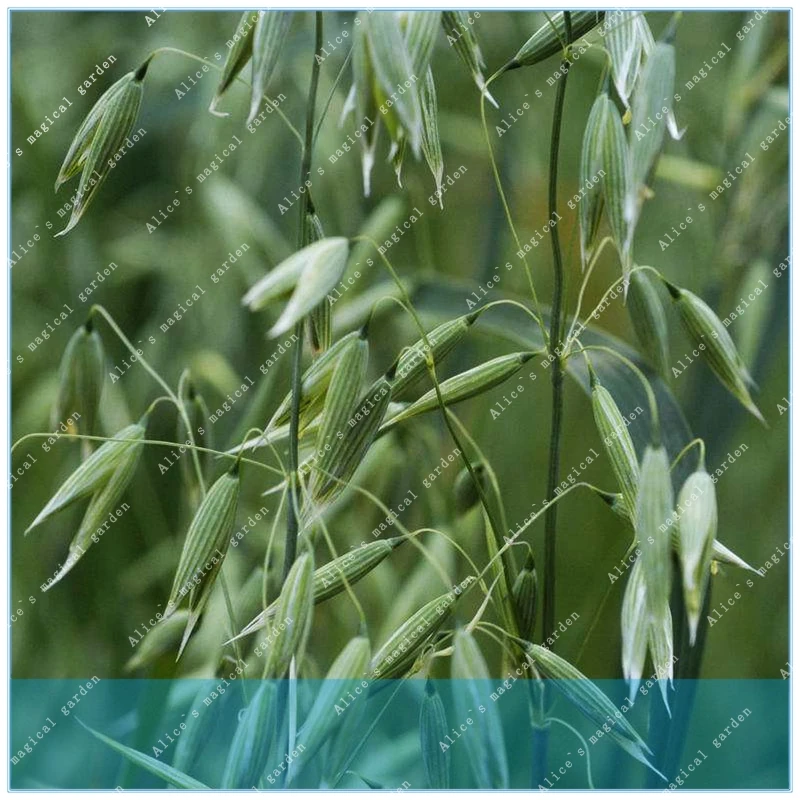

Poaceae Avena Sativa Grain 200pcs Widely Adaptable Crops Common Oat Very Popular Health Food Yan Mai