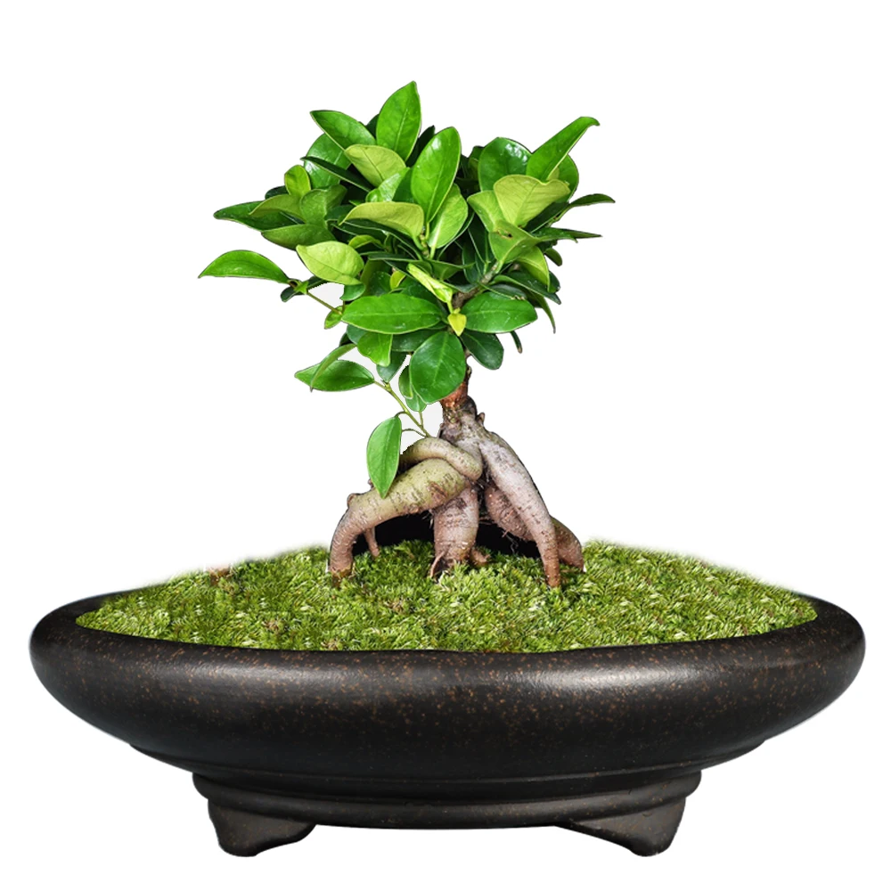 Горшочек Bonsai Unglaze китайские горшки YiXing Mini для бонсай садовый цветочный горшок с
