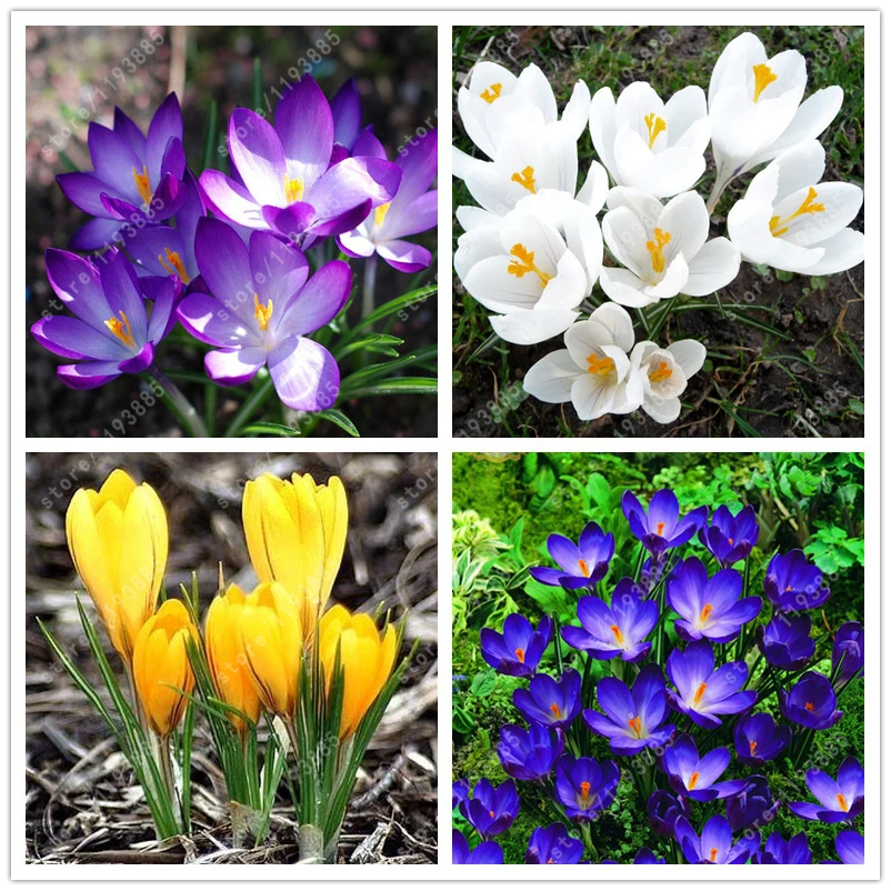 Popular Saffron PlantsBuy Cheap Saffron Plants lots from China Saffron