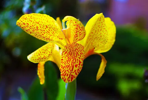 Фамильные 50 Семена Iris Пособия по немецкому языку ICA Бородатые ирисы Ирис Желто