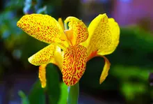 Фамильные 50 Семена Iris Пособия по немецкому языку ICA Бородатые ирисы Пособия по немецкому языку Ирис Желто флаг