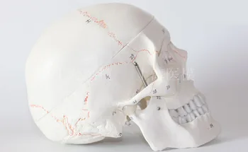 

Human skull model with numbers Neurosurgery craniotomy skull model Skull bone sutures