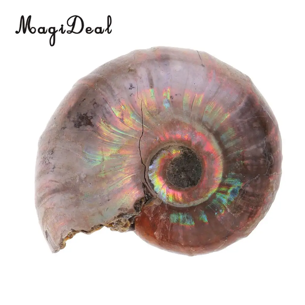 MagiDeal 2pcs Natural Ammonite Shell Gemstone for Pendant Necklace Jewelry Making