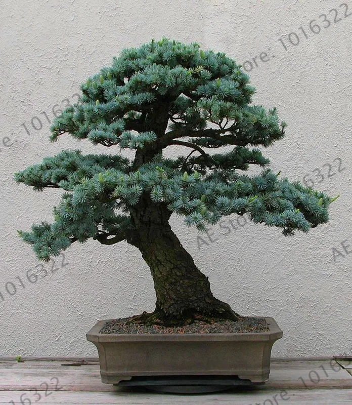 

Hot Sale!10 PCS Chinese Rare Evergreen Cedar garden Bonsai Beautiful Indoor Decoration Natural Perennial Pine Authentic Deodara