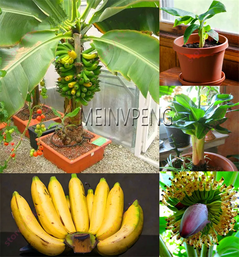

New Fresh 200 pcs Banana bonsai,dwarf fruit plant,Milk Taste,Outdoor Perennial Fruit For Garden plants,#IBYSLH