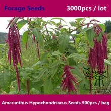 Zi Li Xian Amaranthus Hypochondriacus Seeds 3000pcs, Family Amaranthaceae Forage Seeds, Widely Cultivated Prince’s Feather Seeds