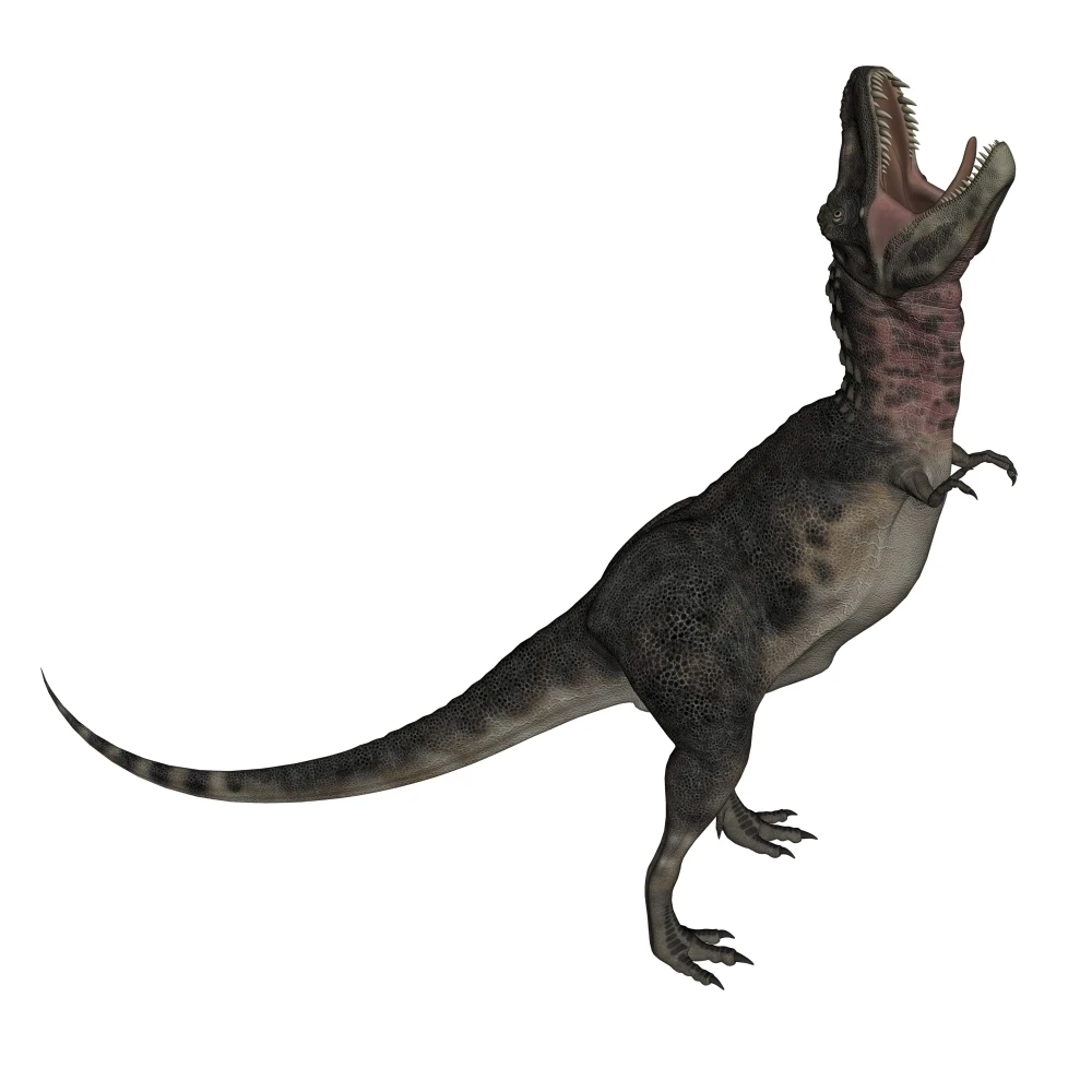 Tarbosaurus dinosaur roaring  white background Poster Print (28 x 28)