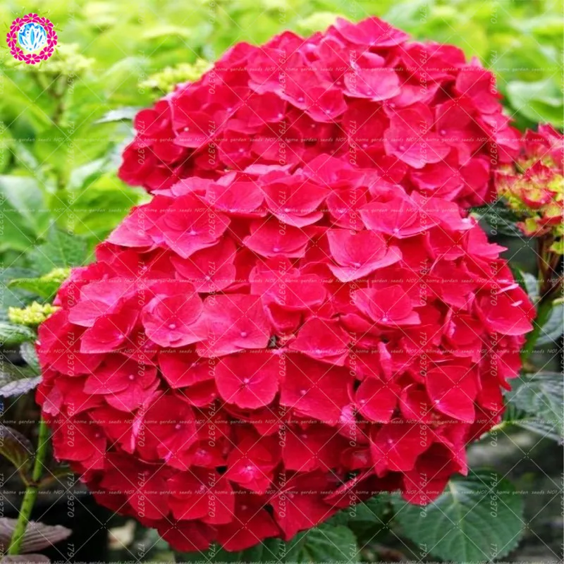 

10pcs/bag bonsai flower hydrangea , garden plant china hydrangea balcony potted flower budding rate 97% easy to grow