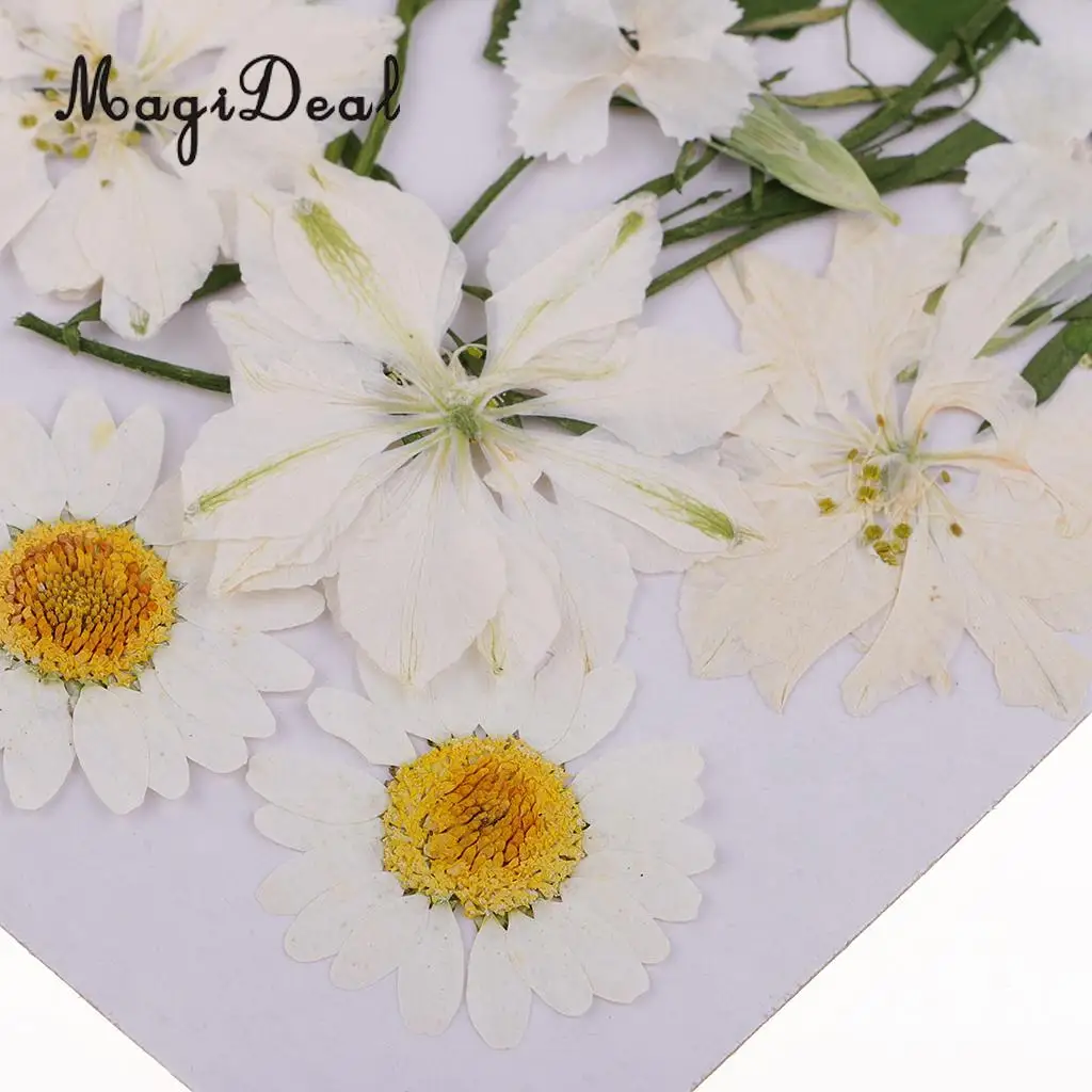 Beautiful Multiple Real Pressed Leaves Natural Dried Flowers for Art Craft Scrapbooking Card Making  Resin Jewelry Craft DIY
