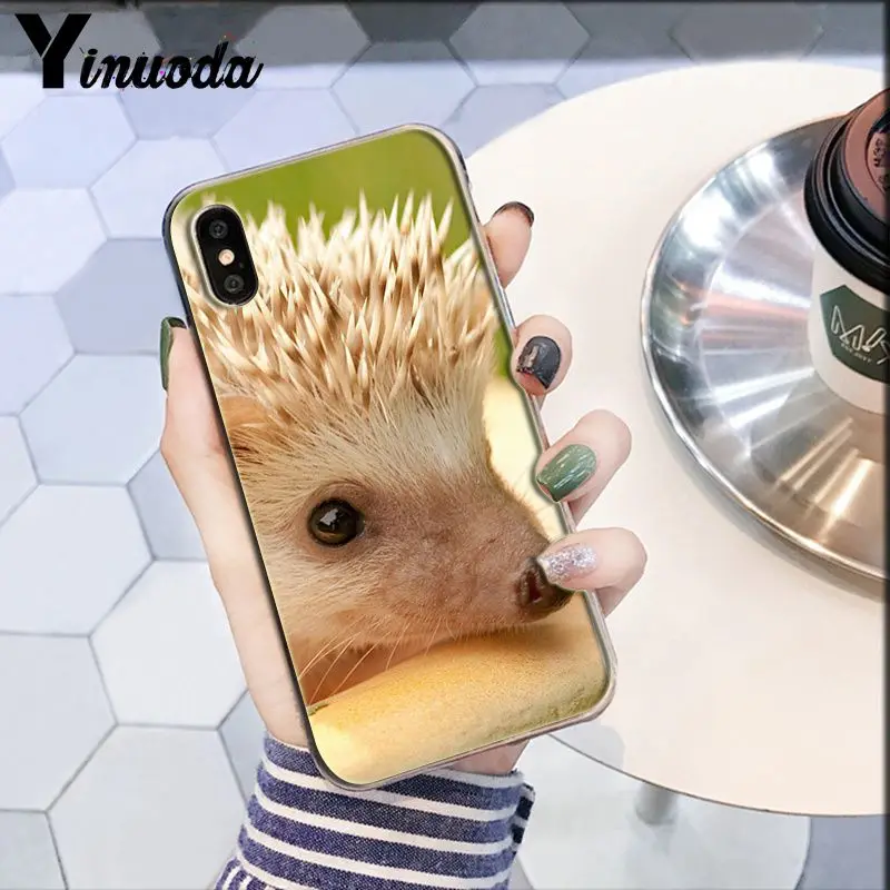 Darcy hedgehog Sheep