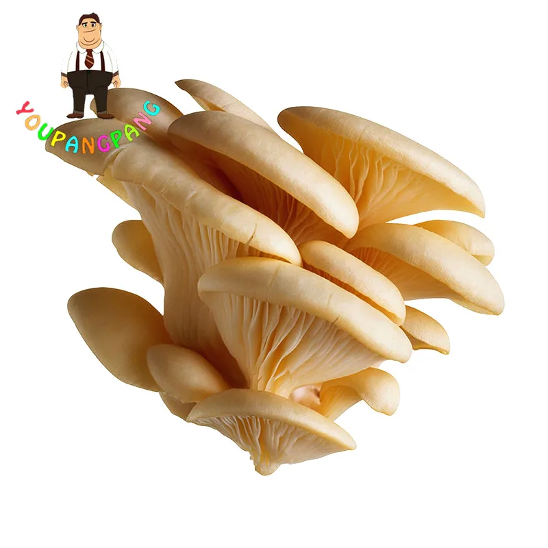 Купить 200 шт. упаковка семена росянки дворе дома поделки семян ...