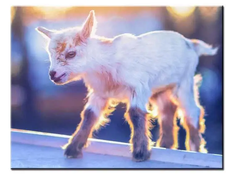 Little Baby Goat Sunset