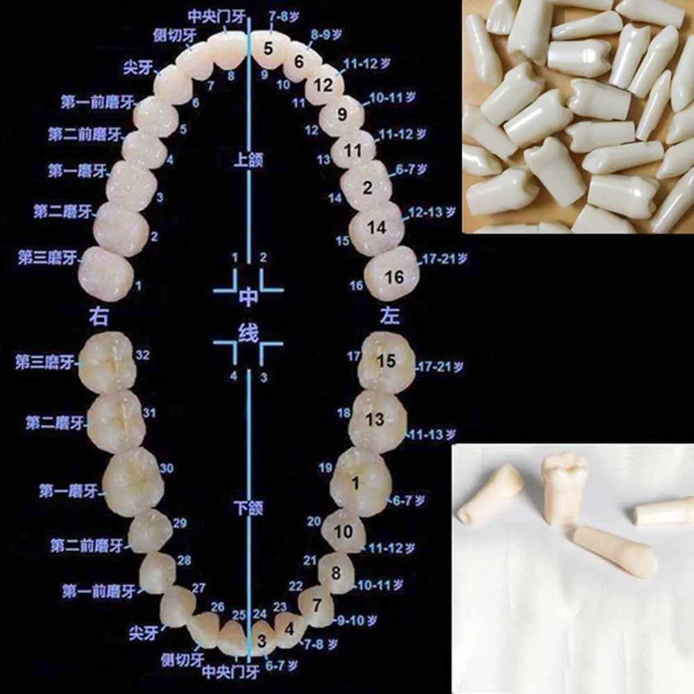 

High Quality Resin Simulation Tooth Grain Dental Model For Dentist Exam Preparation Teaching Free Shipping