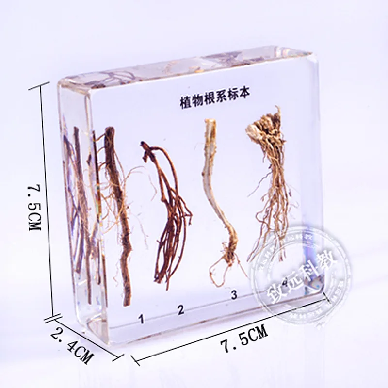 

Plant root system Specimens In Clear Lucite Block Educational Instrument Middle school biology School teaching aids