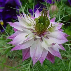 Бонсай из цветов Love-in-a-mist Новый аутентичный черный бонсай сиядан Софора персидский драгоценный камень травы 50 шт. (hei zhong cao)