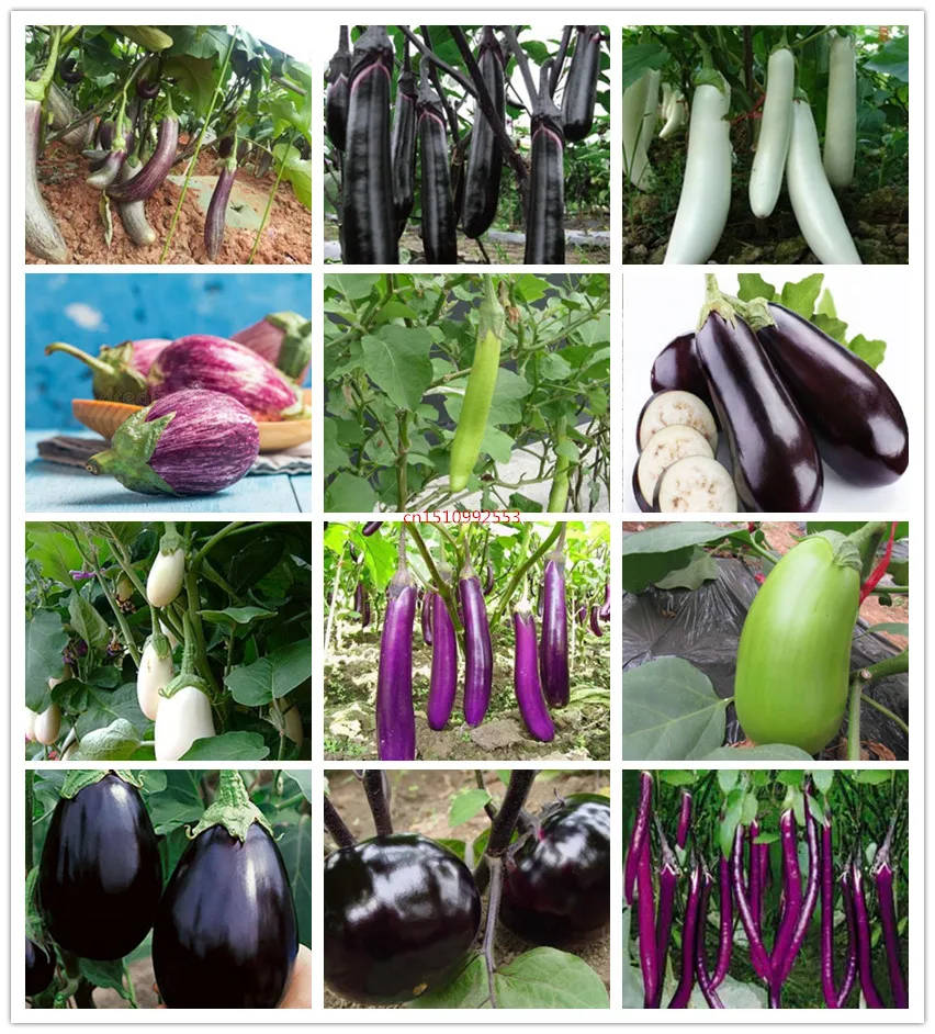 

High quality 100 pcs Mixed eggplant vegetables, potted plants, home garden, easy to grow fruits and vegetables Bonsai