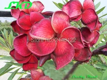 7 15inch Rooted Plumeria Plant Thailand Rare Real Frangipani Plants no37 black tiger