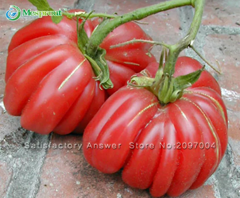 Buy 100 Pcs Giant Organic Tomato Seeds | Free Shipping