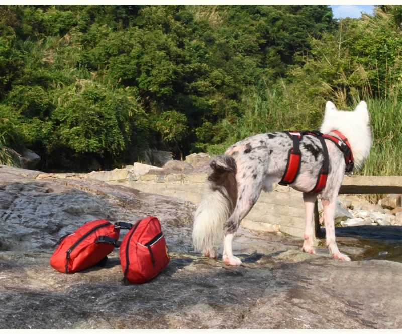 caminhadas, cães de médio e grande porte.