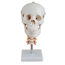 Человеческий череп с шейным позвоночником модель затылочного черепа ортопедическая модель скелета
