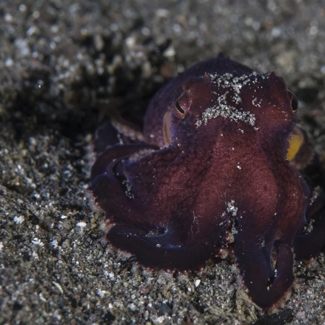 A coconut octopus crawls across the sandy seafloor Poster Print (34 x 22)