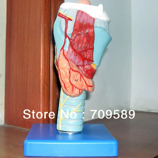 

ISO Anatomical Larynx model, throat model