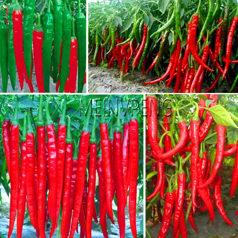 Big Thai Sun Pepper Capsicum Annuum Ornamental Chili Best Seeds