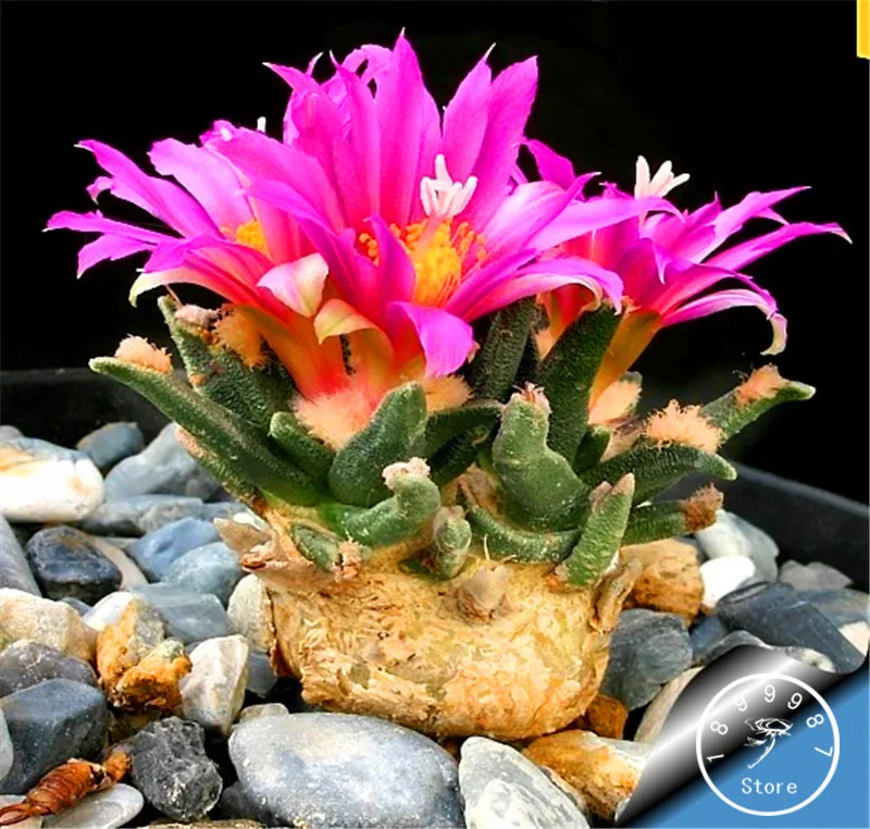 

Sale!10 0Pieces/lot Ball cactus garden rare succulent plant plantas Bonsai Celestial Flower pot planters Flores,#LUNVNO