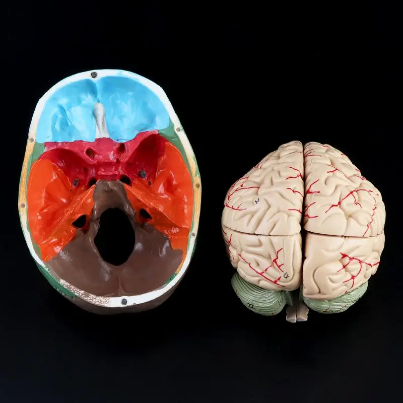 1:1, цветная модель головы взрослого человека с мозговым стволом, анатомический медицинский обучающий инструмент, поставка