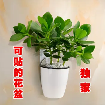 

Stick wall flower pots lazy flower pots free watering water storage automatic suction flower racks