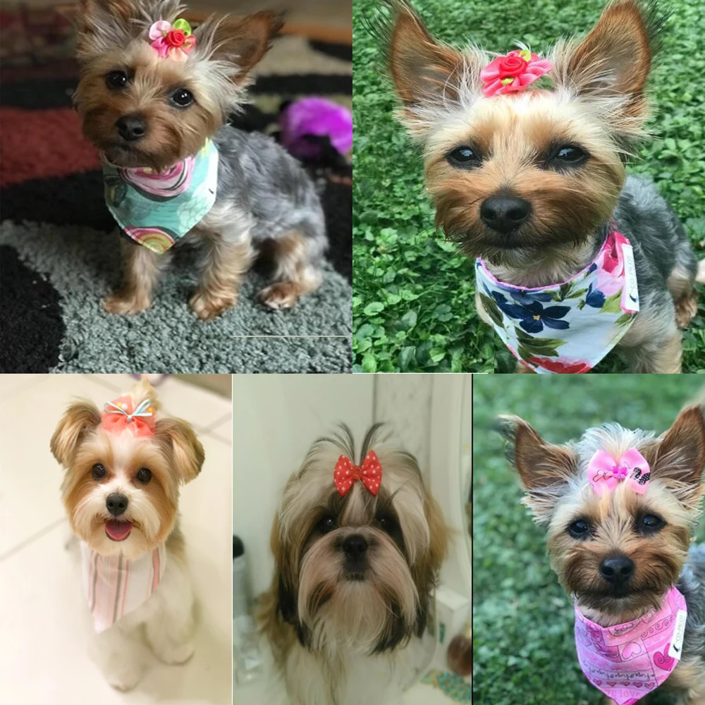 yorkie bows