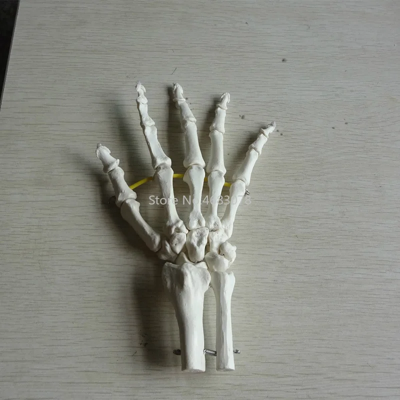 1:1 Life Size Human Hand Joint Model Hand Skeleton Bone Model Wrist Vola Palm Skeleton Medical Science Teaching Supplies