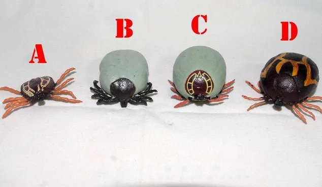 

solid pvc figure Parasitic blood-sucking insects pest insects ticks simulation model of cognitive toys 4pcs/set