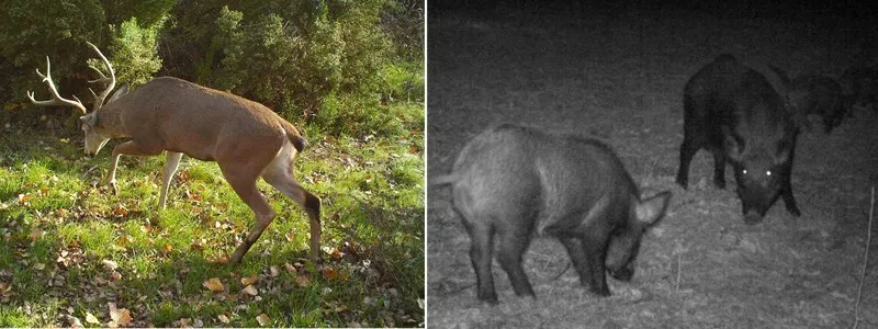 Câmera de Visão Caça Câmera Fdd-lte Chasse 1080 p Vídeo Foto-armadilhas Trail Bl480l-p Selvagem Noturna Foto Armadilhas Gps 4g 6 Gps caça câmera 4g FDD-LTE câmera chasse