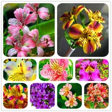 Новинка; с принтом в виде листков растения, 100 шт./упак. альстромерией SeedsPlants цветы для дома и сада бонсай