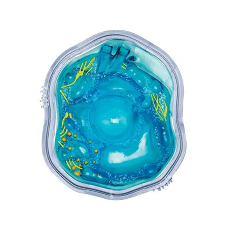 4D Animal Cell Model 5