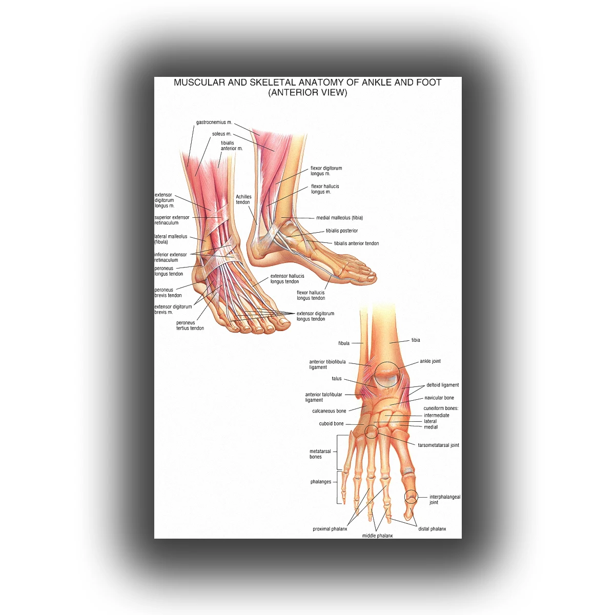 

Human Anatomy of the wrist and foot joints medical picture Poster 20x30 inch