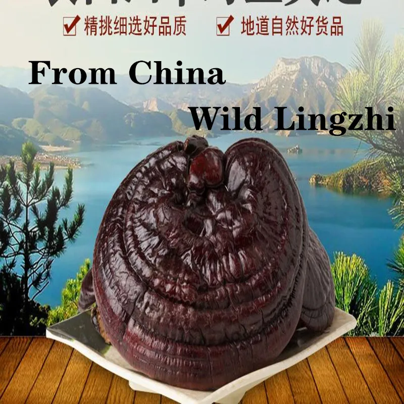 

Changbai Mountain Ganoderma lucidum / Wild Ganoderma lucidum from China / Good quality / free shipping