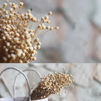 

100 Pieces A Bunch Brazilian Thoughts Flower Natural Dried Plant Decorative Flowers For Wedding Home Birthday Gift Flowers DIY