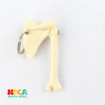 

human scapular Keychain ornament gift pendant key buckle human.organ anatomy medical teaching toy YSK011