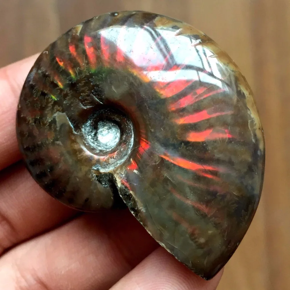 Ammonite Fossil (4)