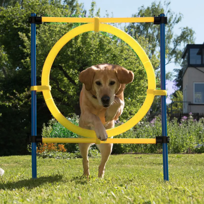 outdoor dog agility course near me