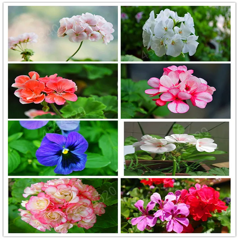 

Bonsai 50 Pcs Geranium Flower Rare Variegated Geranium Bonsai Potted Indoor Rooms Home Garden Flower For bonsais planta