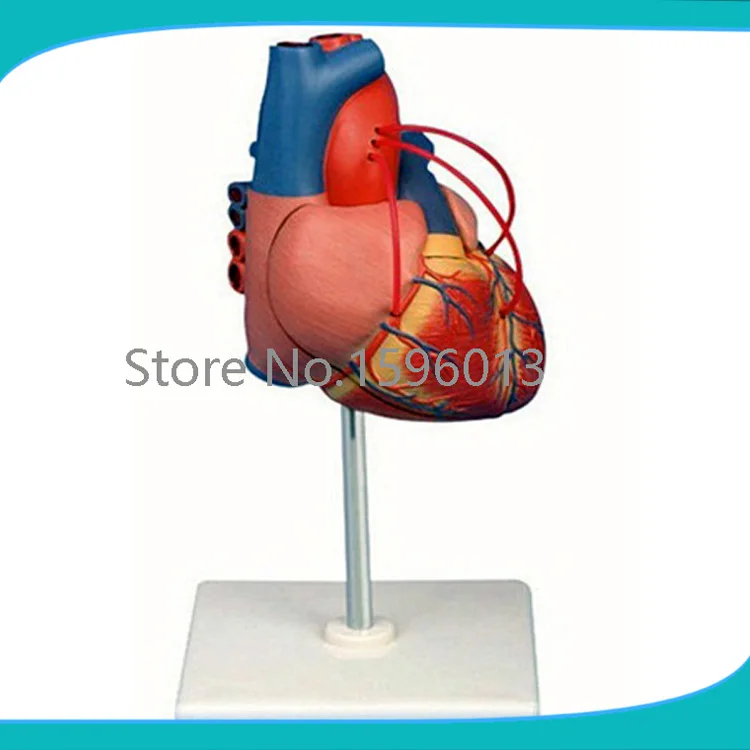 Human heart Bypass model,Heart bypass Surgery model-in