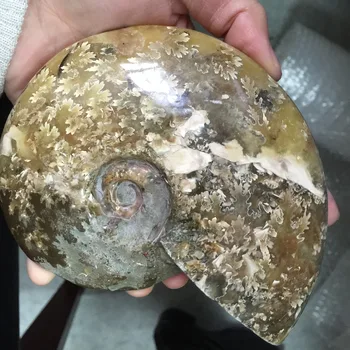 

2019 Hot Sale High Quality Natural Rough Ammonite fossils Specimen wedding gifts souvenirs Christmas Decoration for Home